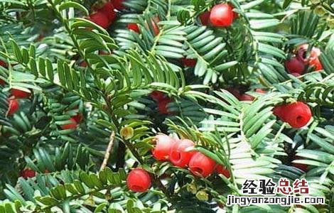 红豆杉的功效与作用 红豆杉的功效与作用及副作用