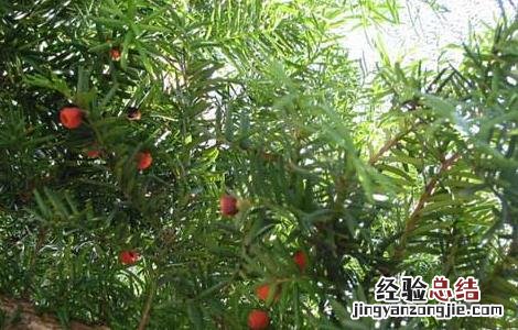 红豆杉的功效与作用 红豆杉的功效与作用及副作用