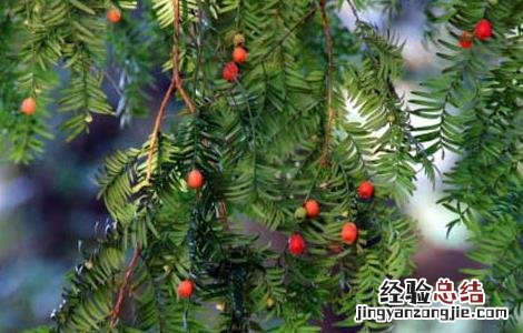 红豆杉的功效与作用 红豆杉的功效与作用及副作用