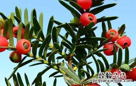 红豆杉的功效与作用 红豆杉的功效与作用及副作用
