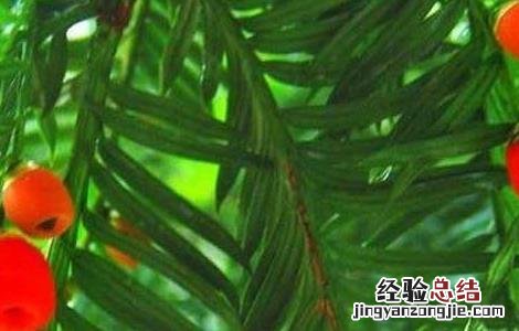 红豆杉的功效与作用 红豆杉的功效与作用及副作用