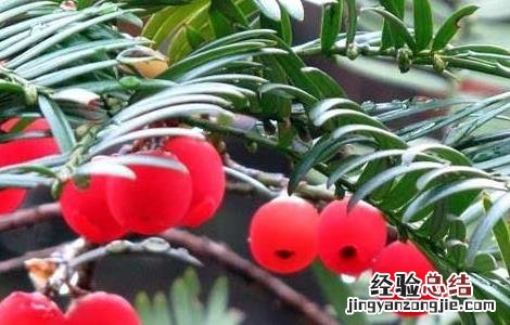 红豆杉的功效与作用 红豆杉的功效与作用及副作用