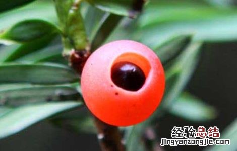 红豆杉的功效与作用 红豆杉的功效与作用及副作用