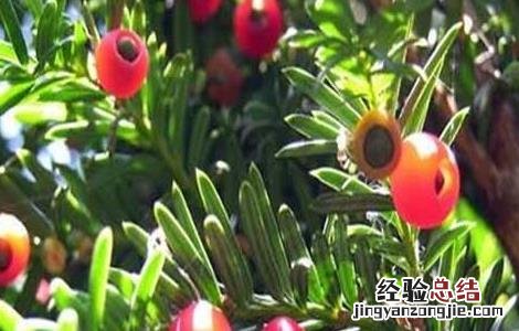 红豆杉的功效与作用 红豆杉的功效与作用及副作用