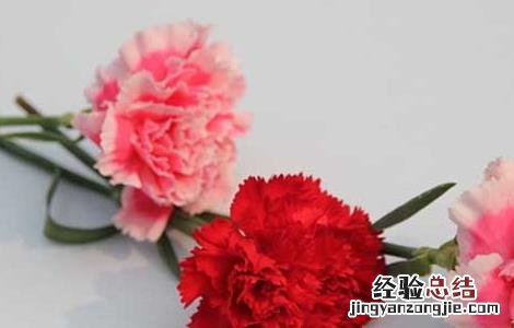 康乃馨的功效与作用 康乃馨的功效与作用及禁忌是什么
