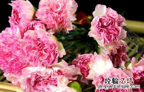 康乃馨的功效与作用 康乃馨的功效与作用及禁忌是什么