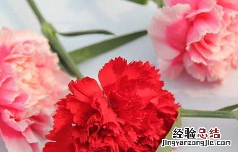 康乃馨的功效与作用 康乃馨的功效与作用及禁忌是什么