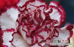 康乃馨的功效与作用 康乃馨的功效与作用及禁忌是什么