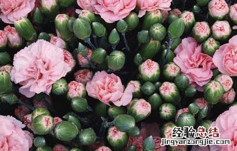 康乃馨的功效与作用 康乃馨的功效与作用及禁忌是什么
