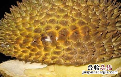 榴莲怎么吃最好吃视频 榴莲怎么吃最好