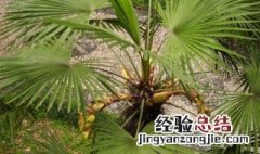 棕树是什么意思? 棕树是什么意思
