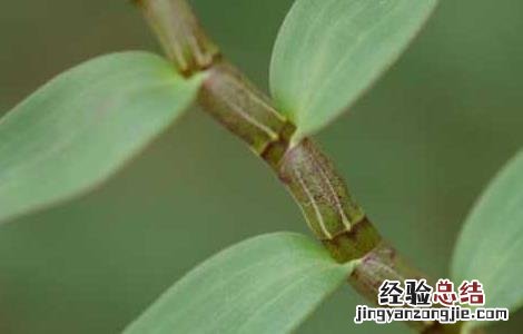 铁皮石斛粉怎么吃 铁皮石斛怎么吃最好