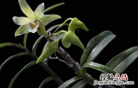 铁皮石斛粉怎么吃 铁皮石斛怎么吃最好