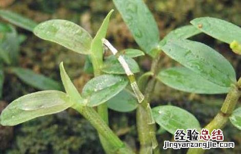 铁皮石斛粉怎么吃 铁皮石斛怎么吃最好