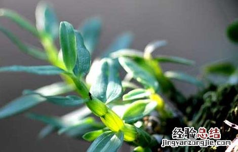 铁皮石斛粉怎么吃 铁皮石斛怎么吃最好