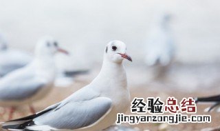 最简单的方法煲鸽子肉 怎样煲鸽子肉