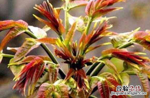 香椿和臭椿的区别在哪里 香椿和臭椿的区别