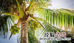 椰子是怎么传播种子的呢 椰子是怎么传播种子的