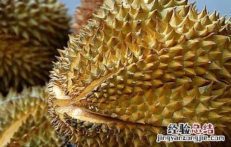 榴莲不能和什么一起吃会中毒 榴莲不能和什么一起吃