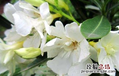 栀子花的功效与作用 栀子花的功效与作用的功能与主治