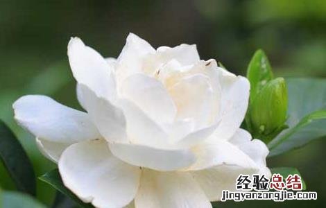 栀子花的功效与作用 栀子花的功效与作用的功能与主治