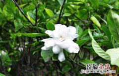 栀子花的功效与作用 栀子花的功效与作用的功能与主治