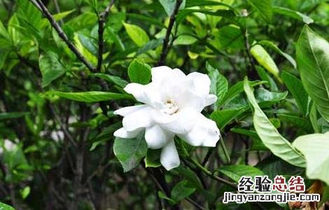 栀子花的功效与作用 栀子花的功效与作用的功能与主治