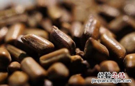 决明子减肥功效是真的吗 决明子减肥功效是真的吗有效果吗