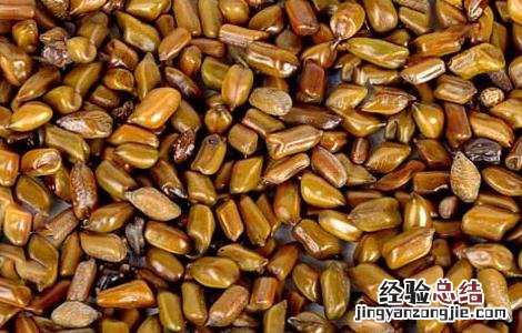 决明子减肥功效是真的吗 决明子减肥功效是真的吗有效果吗
