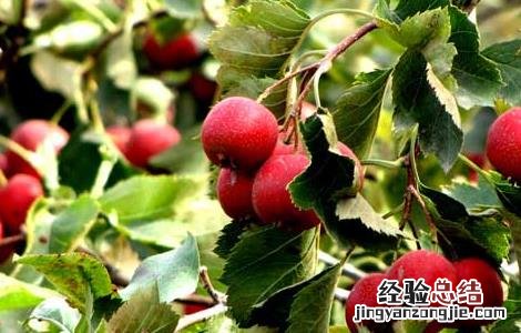 怎样吃山楂才能减肥 怎样吃山楂才能减肥呢