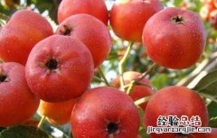 怎样吃山楂才能减肥 怎样吃山楂才能减肥呢