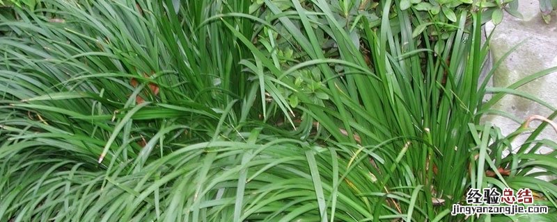 石菖蒲的亩产量 石菖蒲人工种植亩产量
