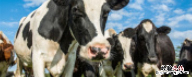 荷兰的乳牛有哪些特点 荷兰乳牛为什么是法国的