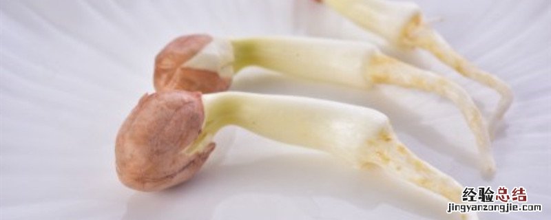 花生豆芽菜怎么种 花生苗芽菜的种法