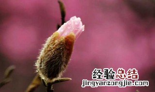 辛夷花的功效与作用及食用方法 辛夷花的功效与作用