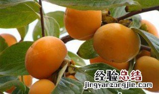 柿子叶的功效与作用 柿子叶的功效与作用禁忌