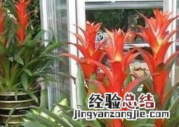 凤梨花的养殖方法和注意事项有哪些 凤梨花的养殖方法与注意事项