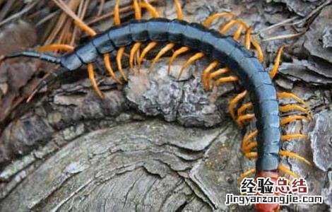 被蜈蚣咬了怎么办 仓鼠被蜈蚣咬了怎么办