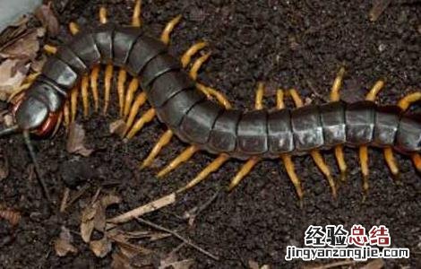 被蜈蚣咬了怎么办 仓鼠被蜈蚣咬了怎么办