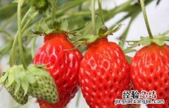 草莓要怎么洗才能洗的干净 草莓怎么洗才能洗干净