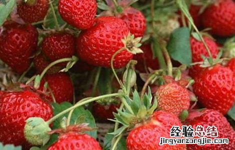 草莓要怎么洗才能洗的干净 草莓怎么洗才能洗干净