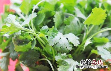 香菜杀精是真的吗 香菜杀精是真的假的