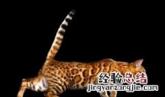 f1豹猫与亚豹区别 亚豹和f1的区别