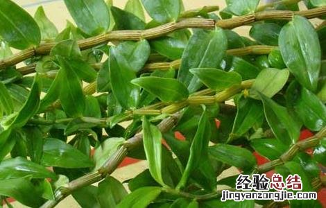 铁皮石斛多少钱一斤 正宗霍山铁皮石斛多少钱一斤