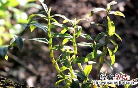 铁皮石斛多少钱一斤 正宗霍山铁皮石斛多少钱一斤
