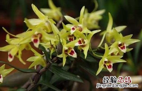 铁皮石斛多少钱一斤 正宗霍山铁皮石斛多少钱一斤