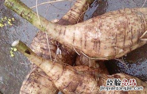 葛根怎么吃效果最好 新鲜葛根怎么吃效果最好