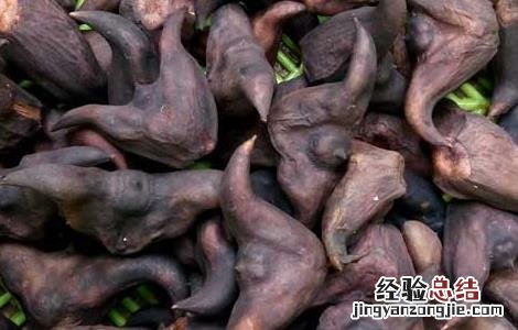 菱角怎么煮才好吃菱角怎么炒着吃 菱角怎么煮才好吃