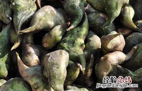 菱角怎么煮才好吃菱角怎么炒着吃 菱角怎么煮才好吃
