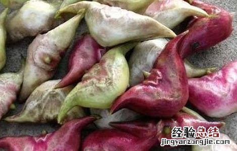 菱角怎么煮才好吃菱角怎么炒着吃 菱角怎么煮才好吃